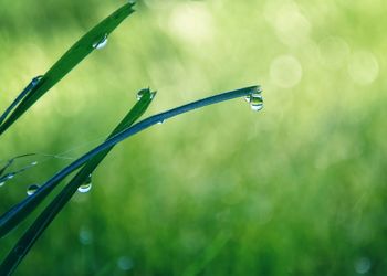 Close-up of wet grass