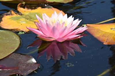 Close-up of lotus water lily in lake