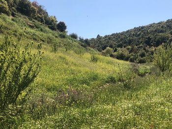 Scenic view of landscape against clear sky