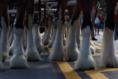 Low section of clydesdale horse hooves hooked on carriage 