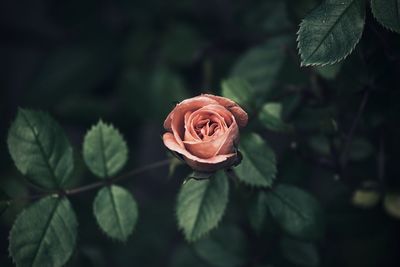 Close-up of rose on plant