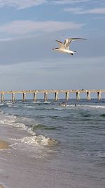 Seagulls flying over sea against sky