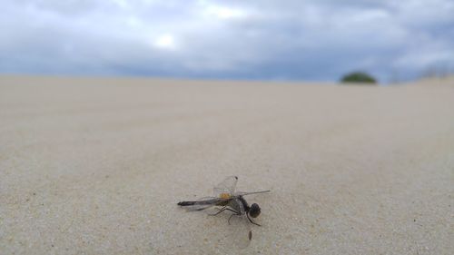 High angle view of dragonfly at beach