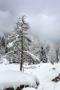 Snow covered trees against sky