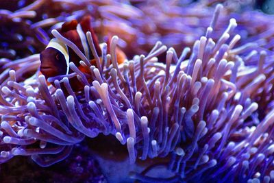 Close-up of coral in sea