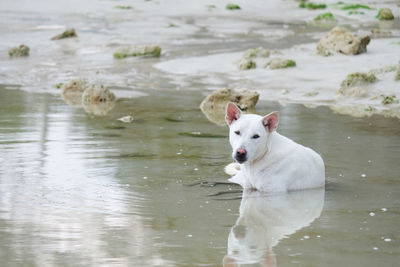 Dog in a lake