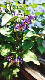 Close-up of purple flower blooming on tree