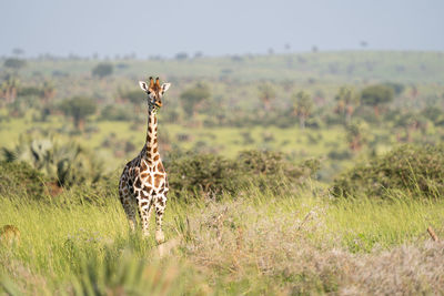 Giraffe in a field