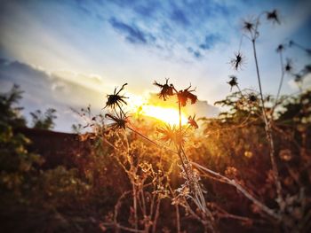 Close-up of flower growing in field against sky during sunset