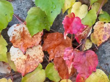 leaf
