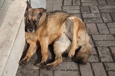 Close-up of dog sitting on sidewalk