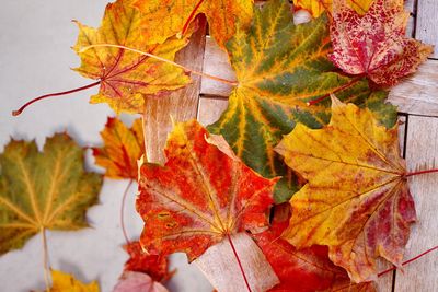 Close-up of maple leaves on tree during autumn