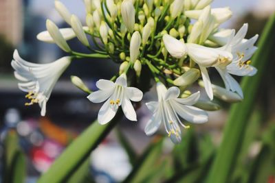 Close-up of white flowers blooming outdoors