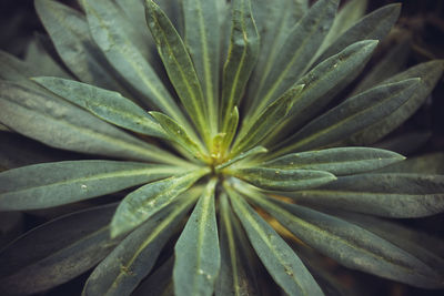 Full frame shot of leaves