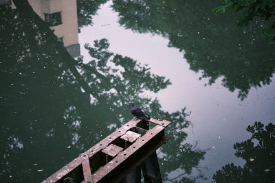 High angle view of a pigeon below the bridge