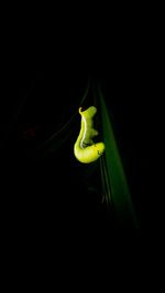 Close-up of yellow flower against black background