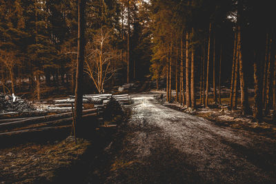 Trees in forest