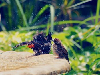 Two birds on fountain in park