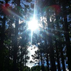 Sun shining through trees in forest