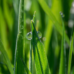 Close-up of raindrops on grass