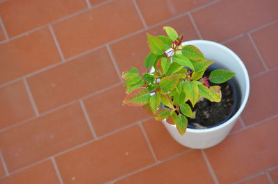 High angle view of potted plants