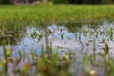 Close-up of duck floating on water