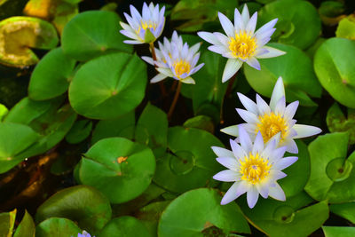 High angle view of fresh white flowers floating on water