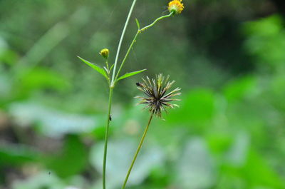 Close-up of green plant