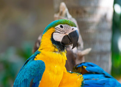 Close-up of a parrot