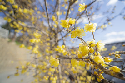 Close-up of yellow flowering plant