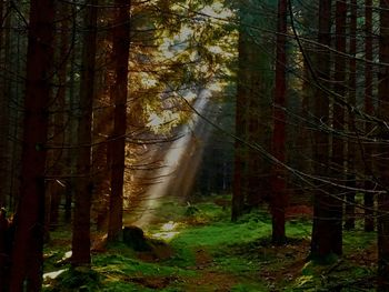 Sunlight streaming through trees in forest
