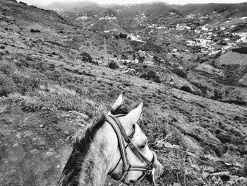 View of horse on landscape