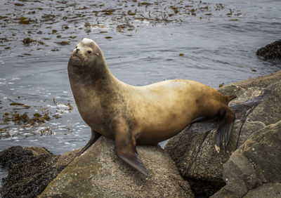 High angle view of sea lion on beach