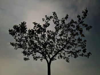 Low angle view of tree against sky