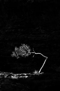 Low angle view of silhouette tree against sky at night