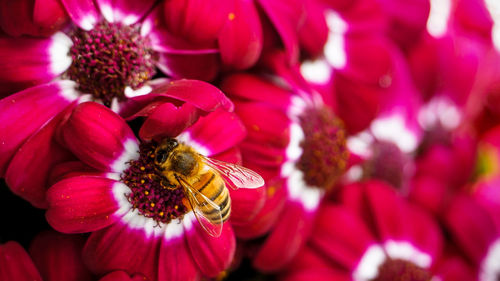 Close-up of bee on flower