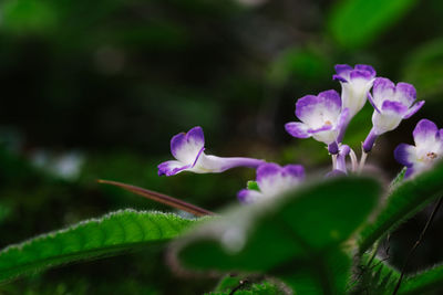 Close-up of purple flowering plant