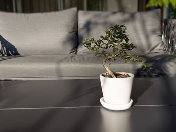 Close-up of potted plant on table at home