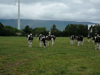 Cows on field against sky