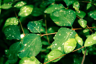 Close-up of water drops on leaves