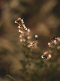 Close-up of plant