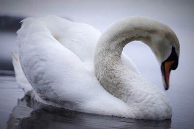 Close-up of swan in water