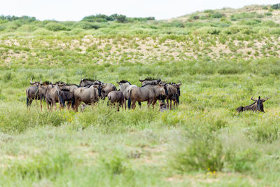 Herd of sheep on field