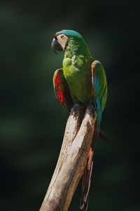 Close-up of bird