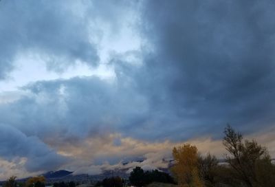 Storm clouds over trees