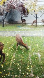 Deer on grassy field