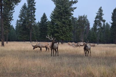 North idaho elk