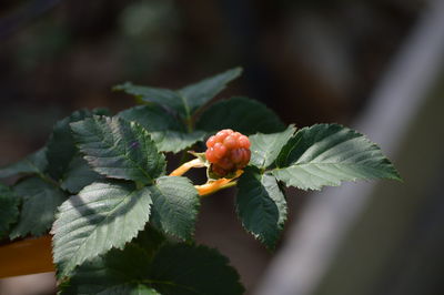 Close-up of plant growing on tree