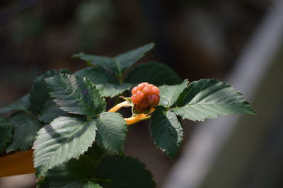 Close-up of plant growing on tree