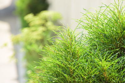 Close-up of green plant